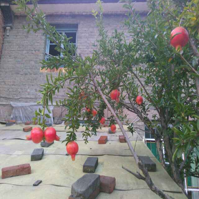 手机用户0228_bmlp