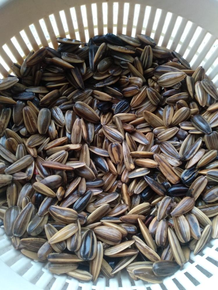 煮瓜子(五香辣味)的做法