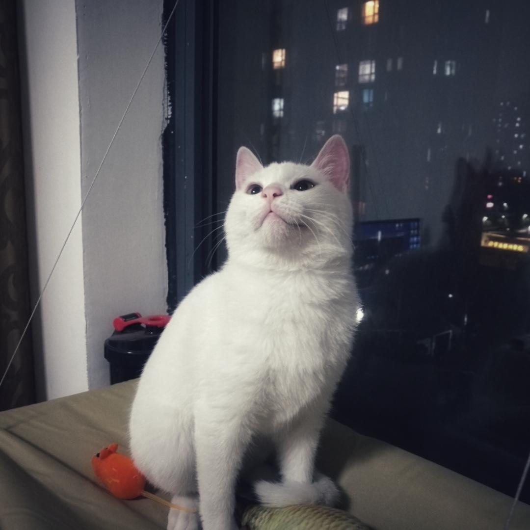 月冷清秋