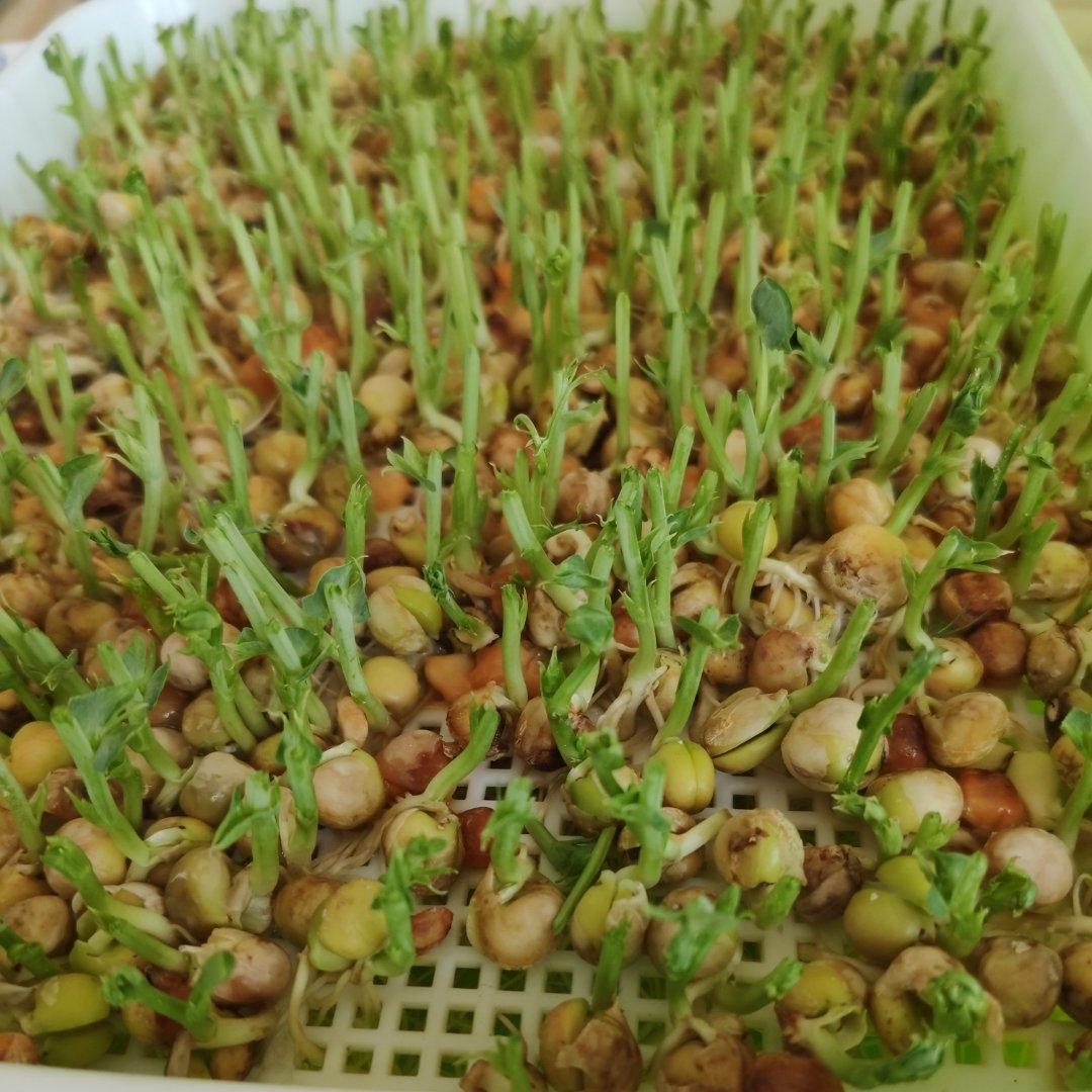 一次成功简单水培豌豆苗