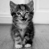 酒酿原子的厨房