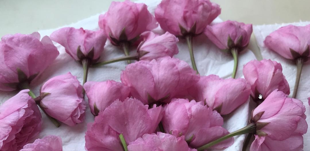 盐渍樱花/盐渍樱叶/樱花酱日式做法