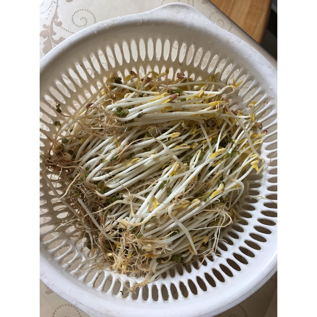 自发豆芽（可乐瓶发豆芽0失败！）