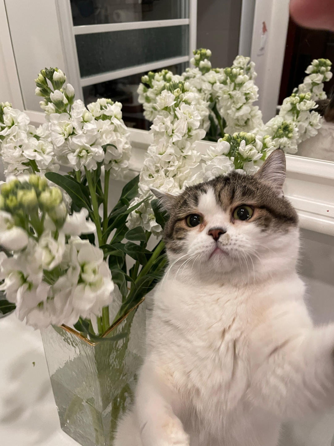 爱睡觉的小罗帽