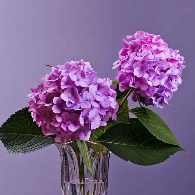 一路鲜花