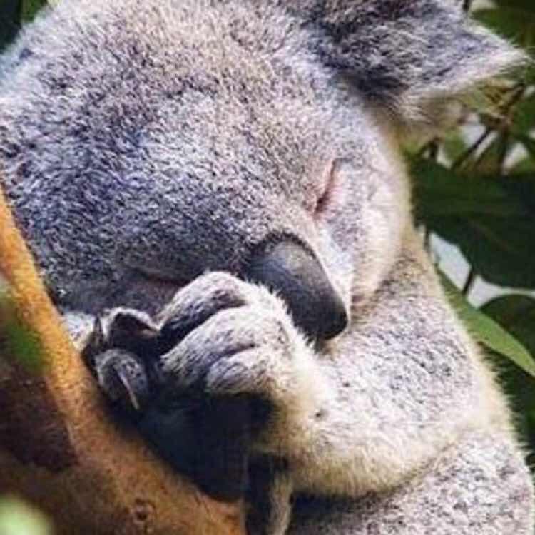 长着翅膀的狼