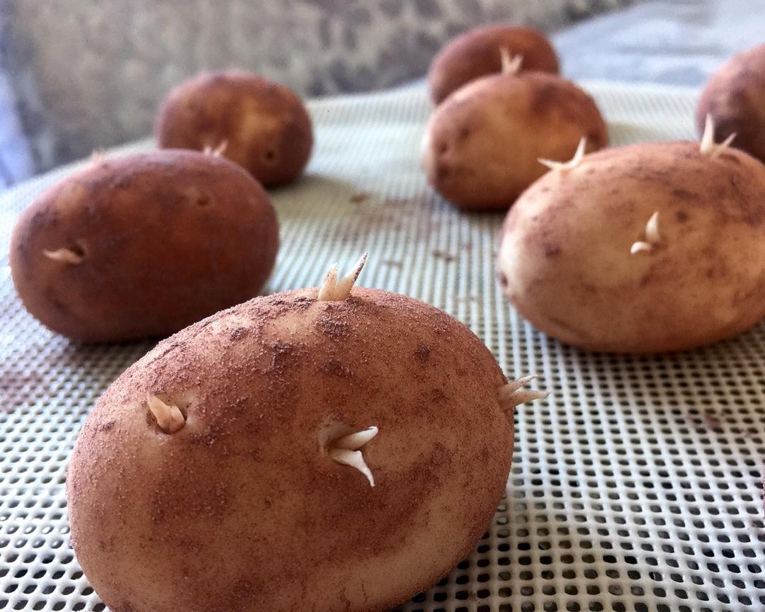 仿真土豆🥔馒头的做法