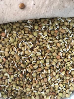 自发豆芽—小扁豆芽的做法 步骤4