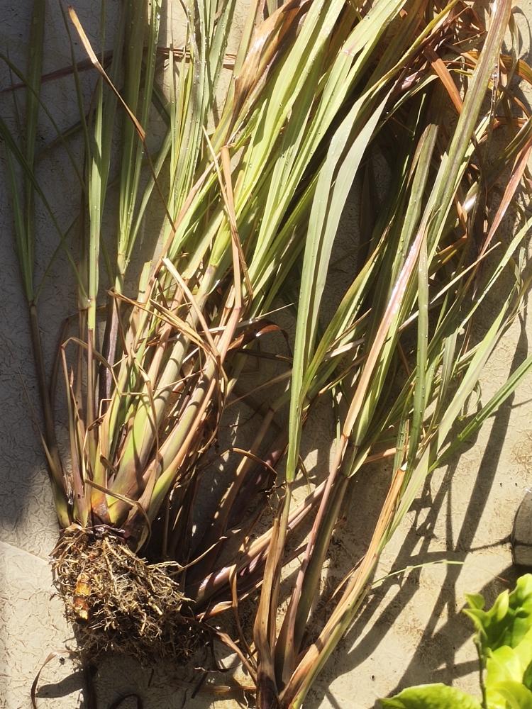 熊熊白白-无限循环的香茅/柠檬草的做法 步骤2