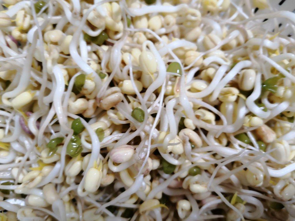 自发绿豆芽/自生豆芽/自制豆芽