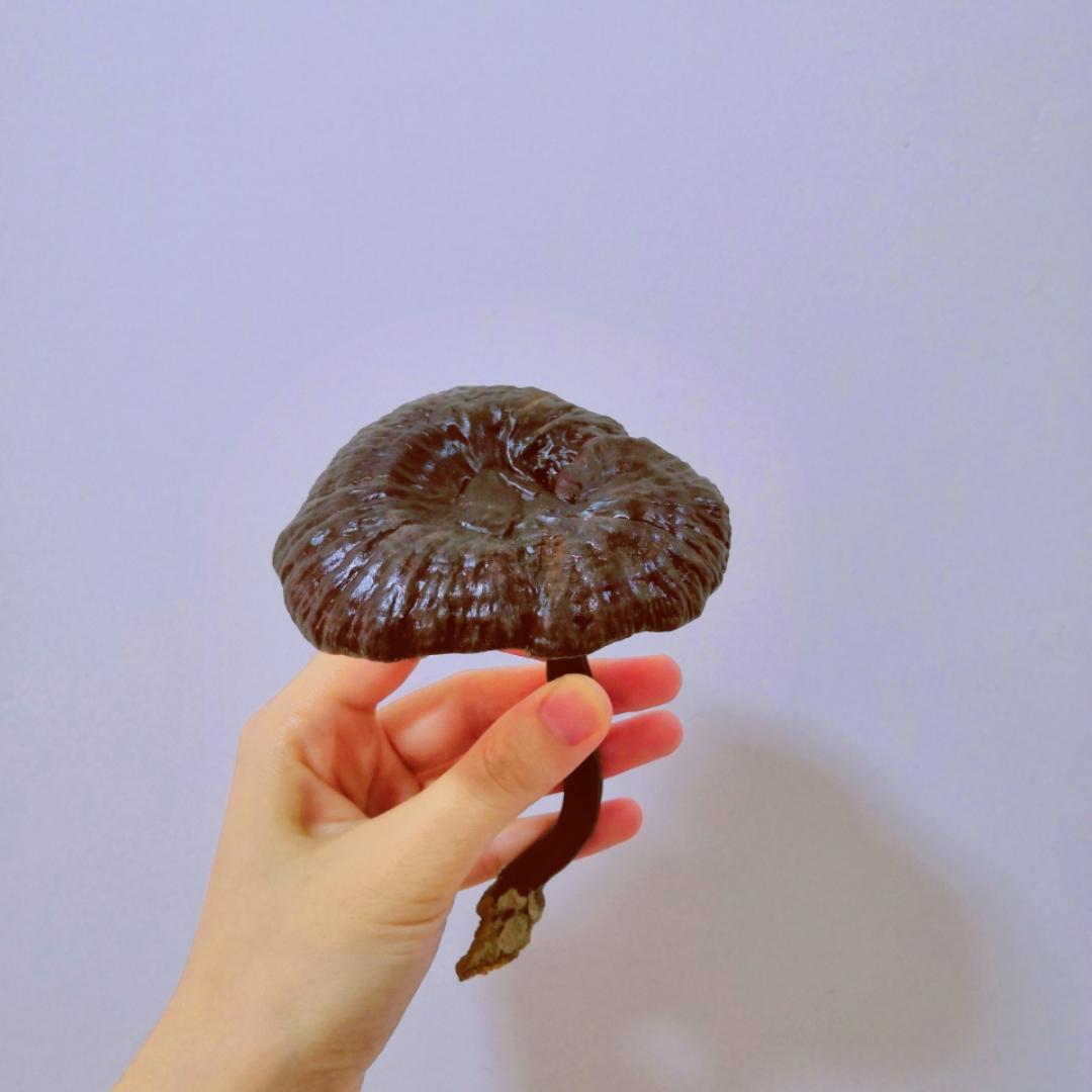 灵芝妹妹