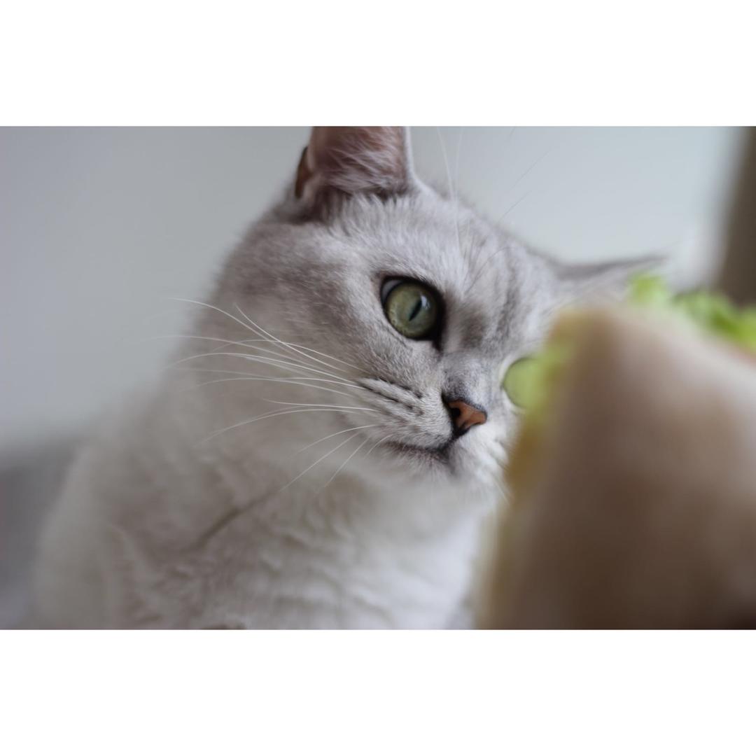 韩式鱼糕三明治