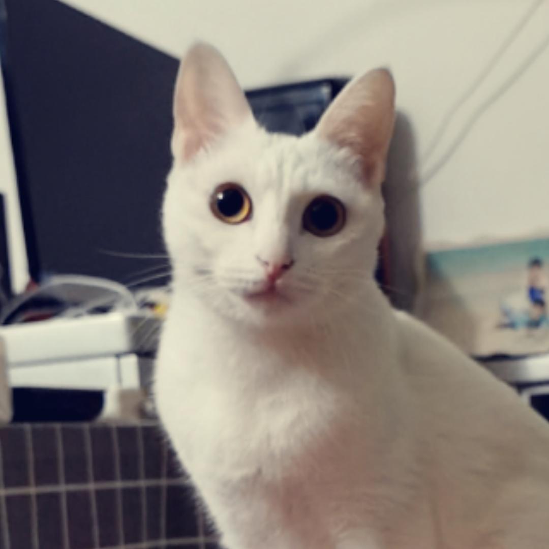 小臭白