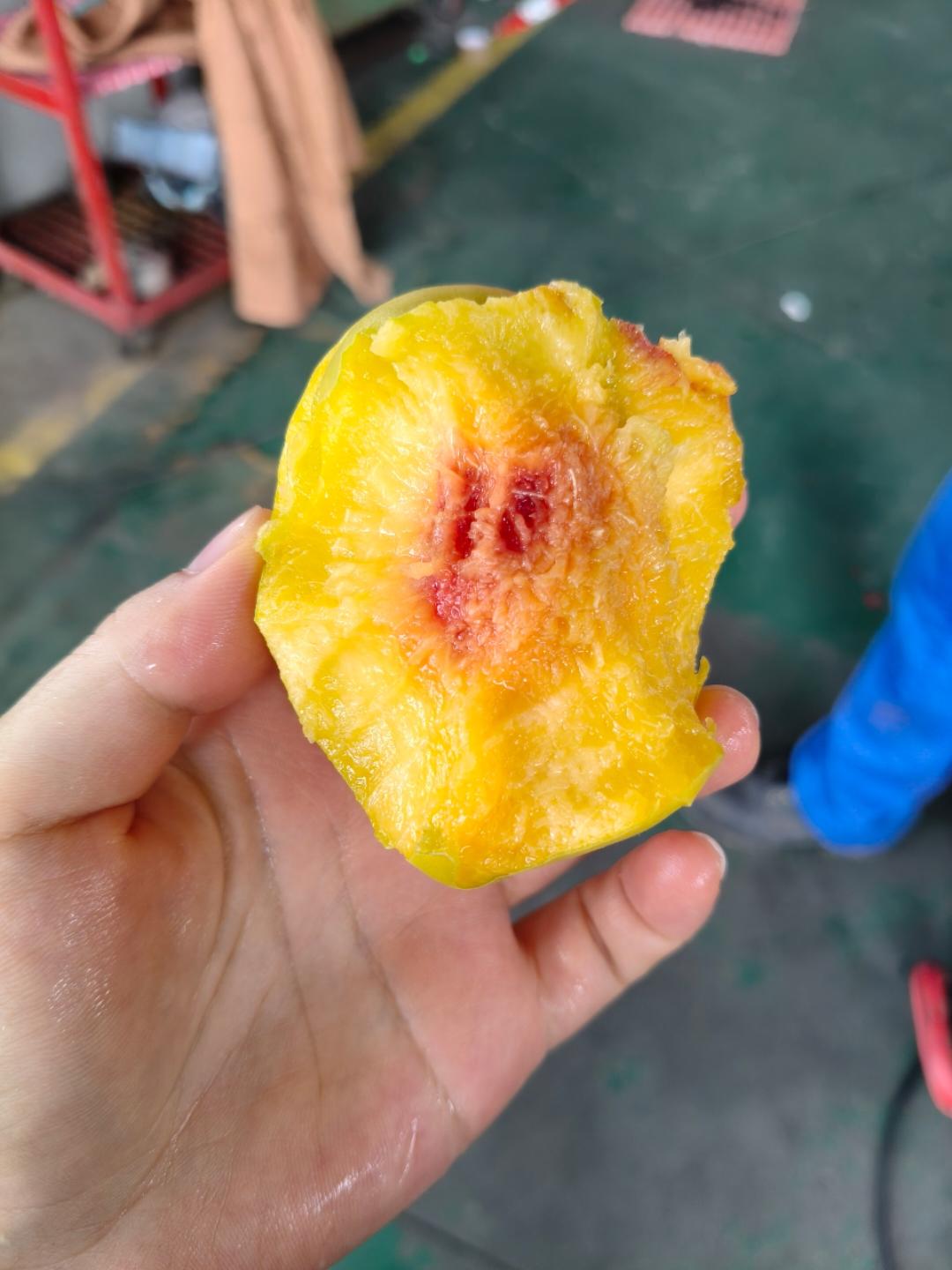 勤劳的小蜜蜂甜甜