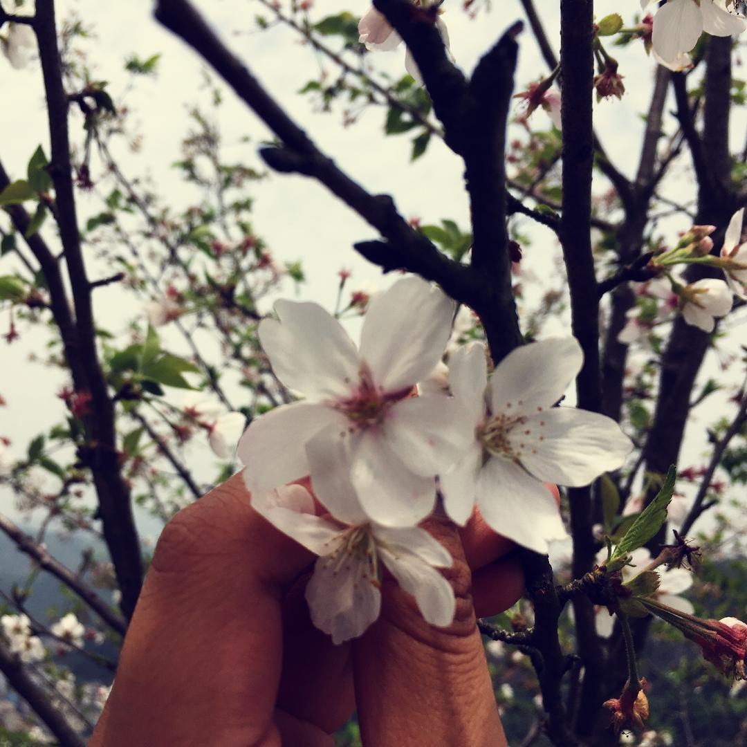 格媽