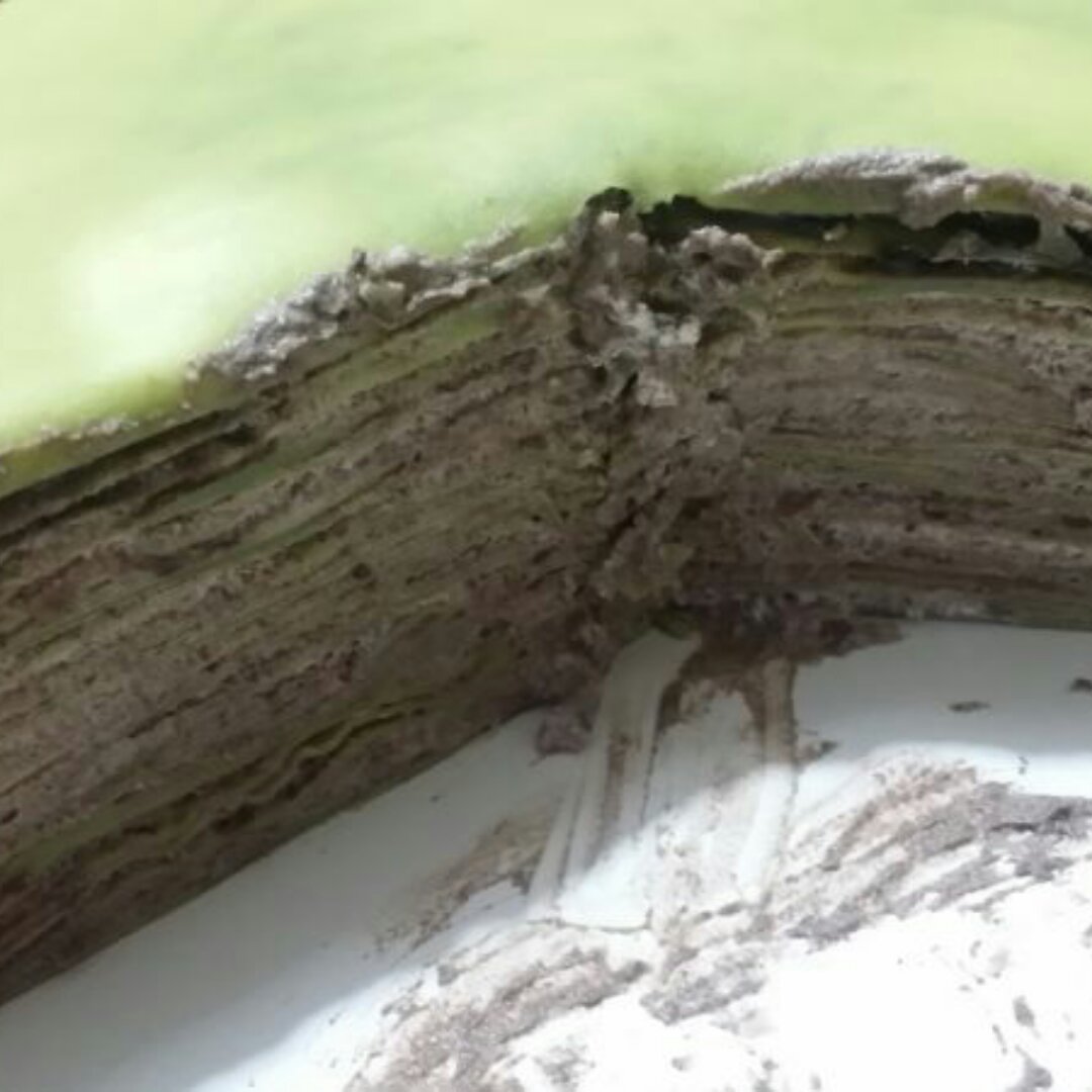 LADY M 抹茶千层可丽饼/千层蛋糕 Green Tea Mille Crepes