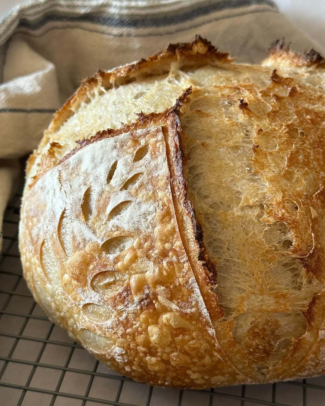 天然魯邦酸種?逐幀講法式歐包〔硬歐包〕