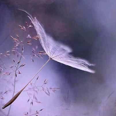 Wing03