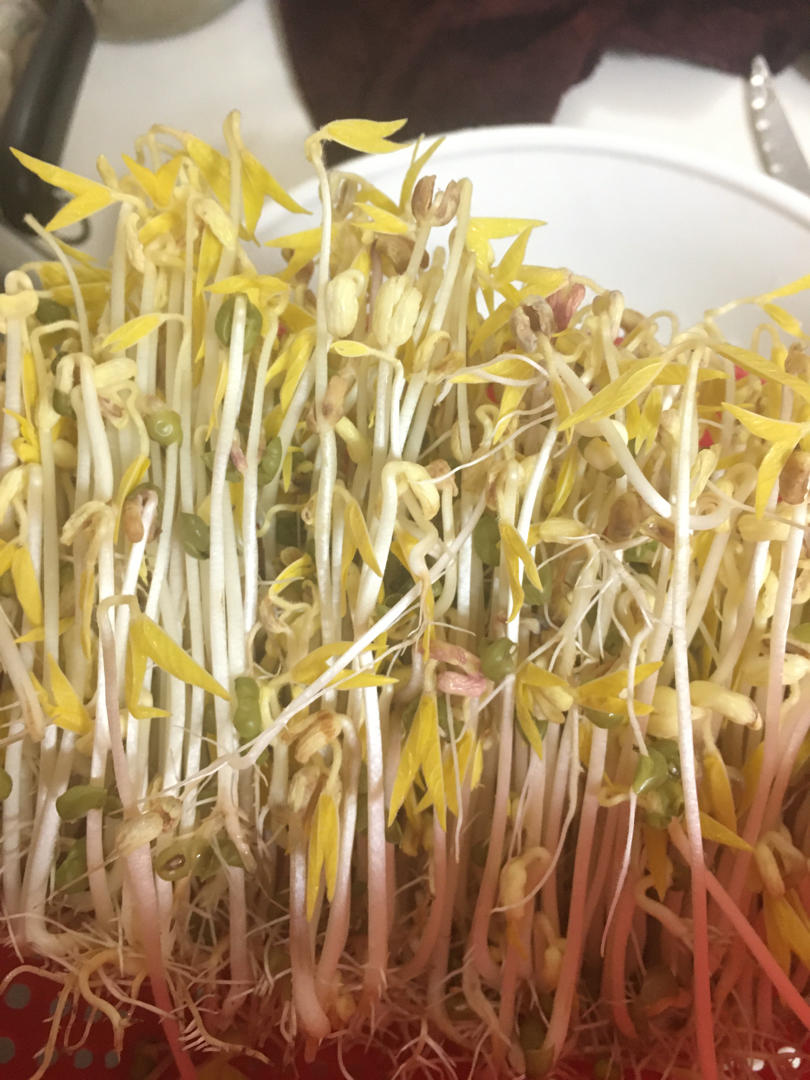 沥水篮发豆芽