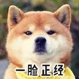 不爱吃鱼的喵了个喵