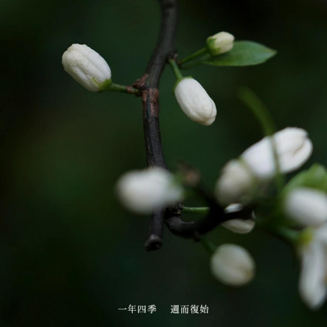 四月初七qin