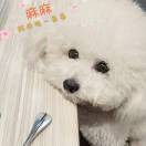 藏狼baby