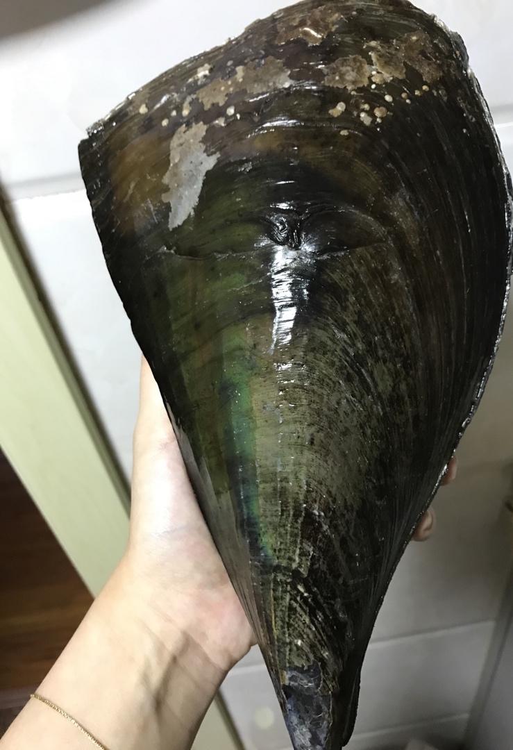 蒜蓉粉丝蒸带子