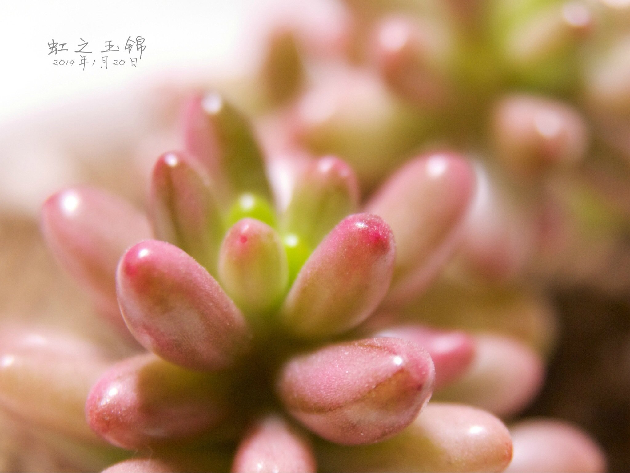 我的阳台我做主.我的名字叫小煮.