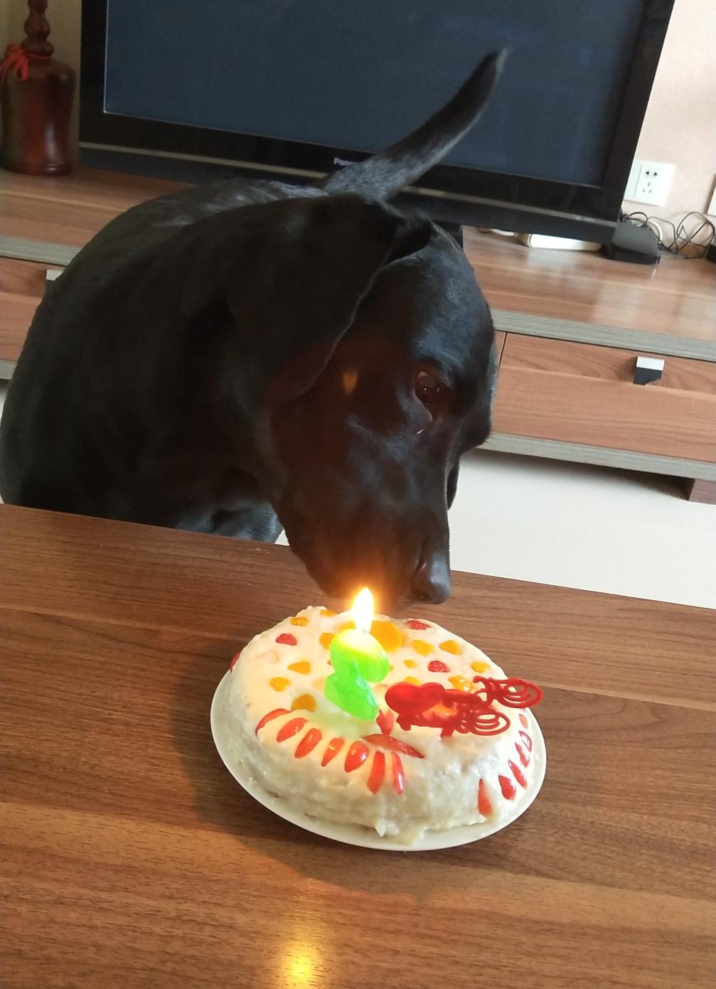 狗狗生日蛋糕的做法 步骤5