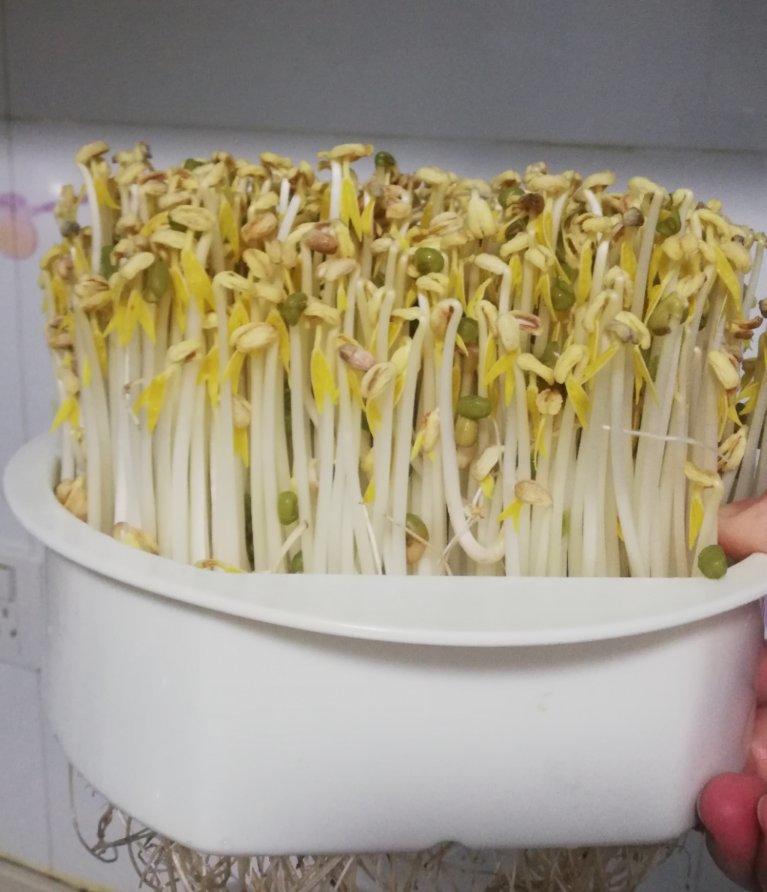 自发绿豆芽/自生豆芽/自制豆芽
