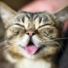 Molly_qput