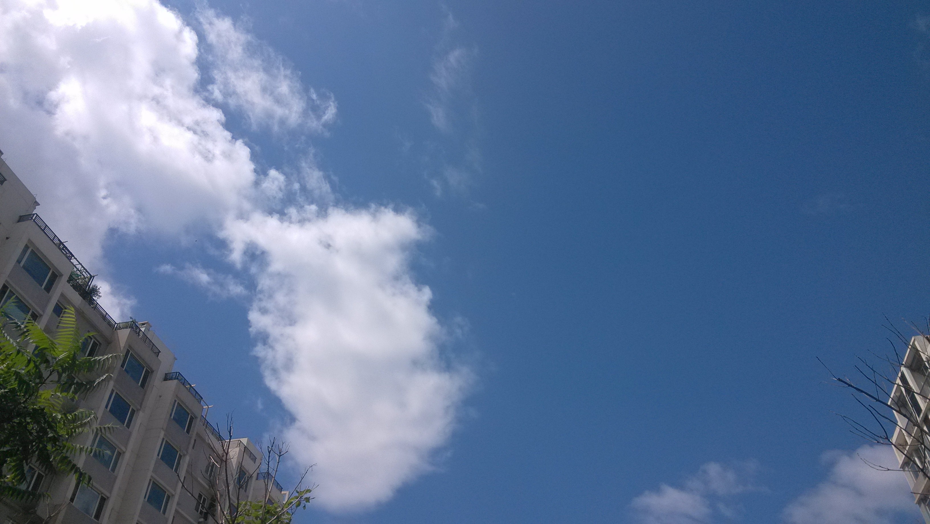 野Y菊J花H