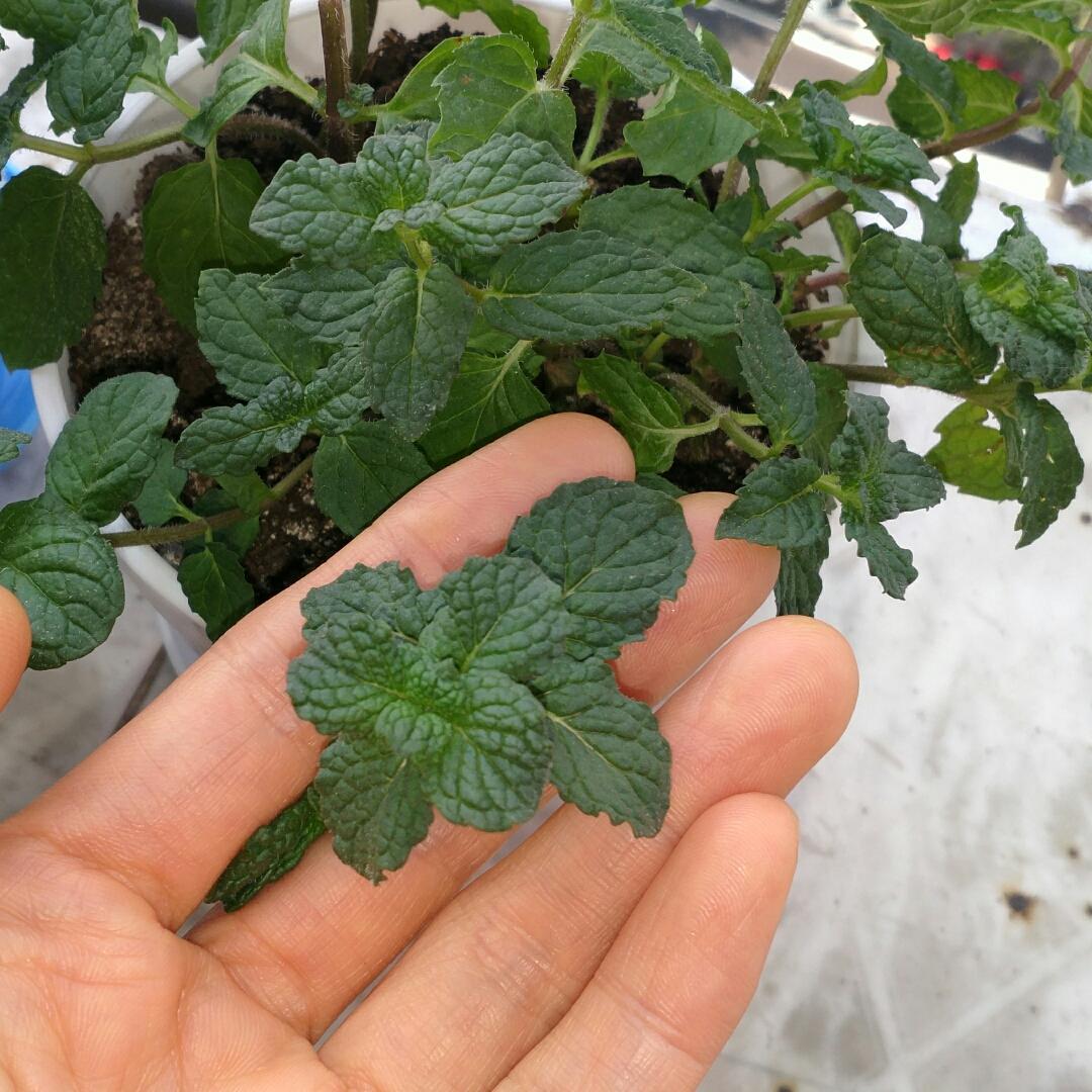 薄荷种植手册，如何把你的薄荷养到爆盆
