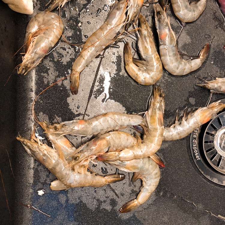 东芝微波炉烤脆虾~烤大虾也可以超级脆！的做法 步骤1
