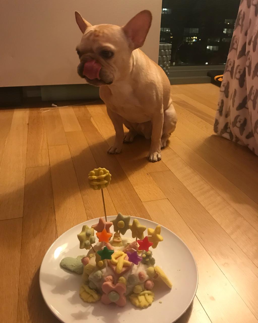 狗狗蛋糕 宠物蛋糕