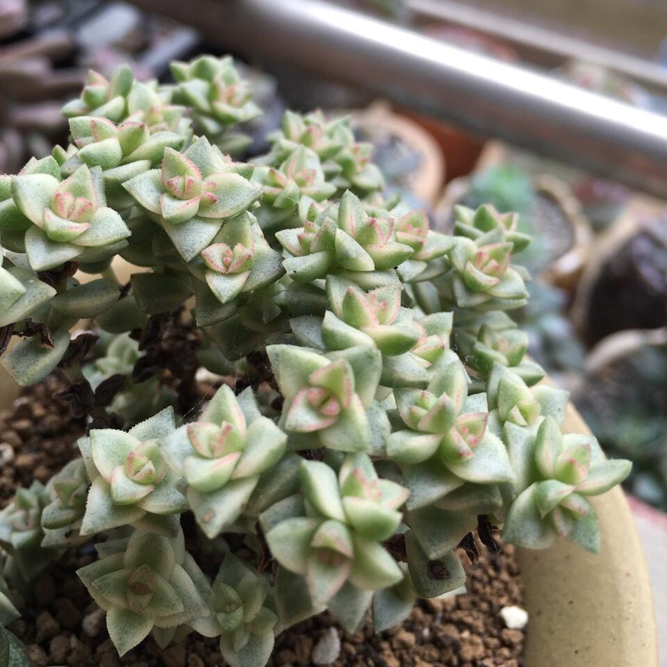 聪明218