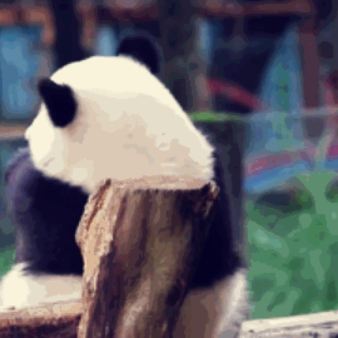 南越小熊