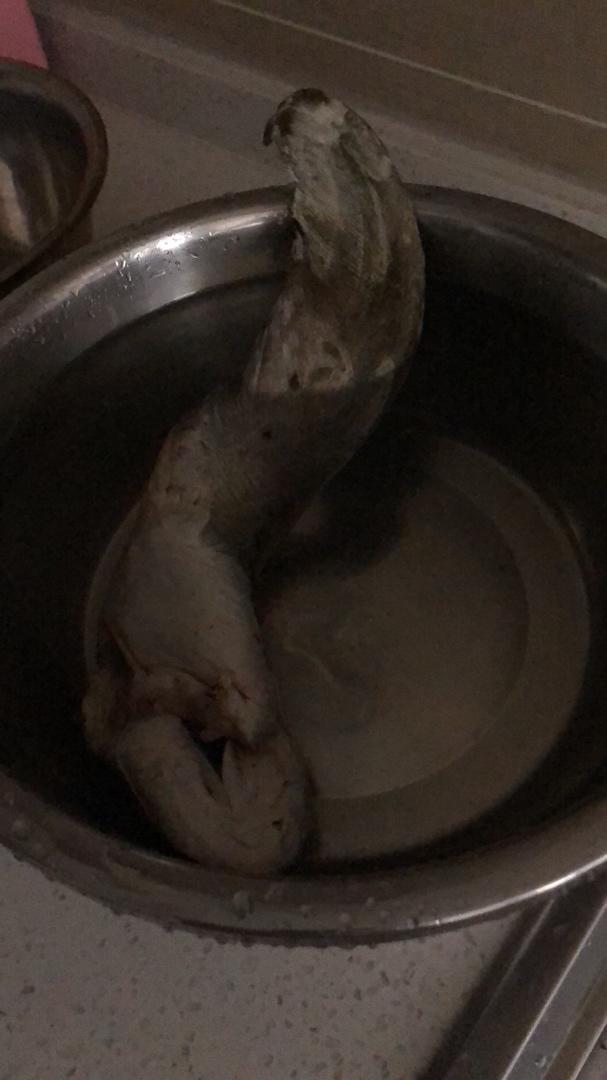 自制鱼丸