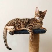 江流儿被注册了