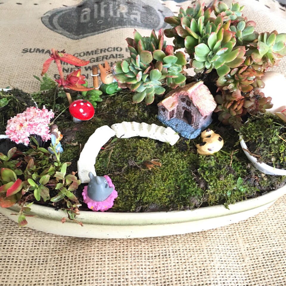 我家的花花草草