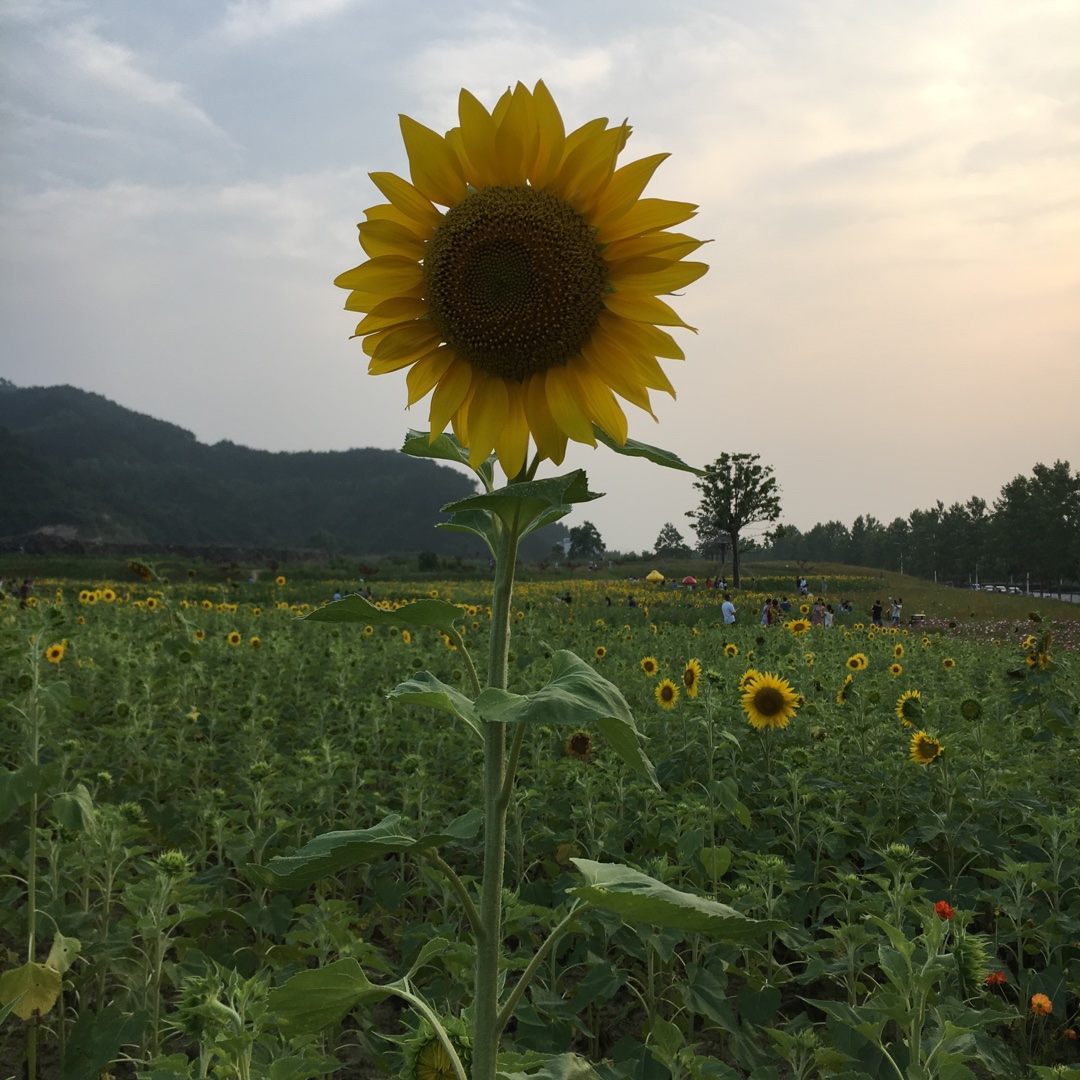 手机用户7927