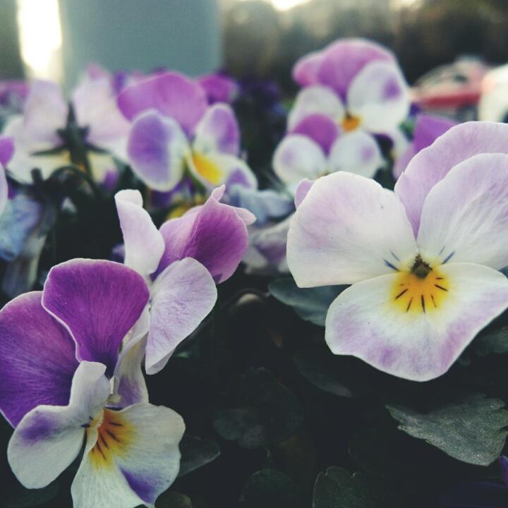 荠麦青青啊