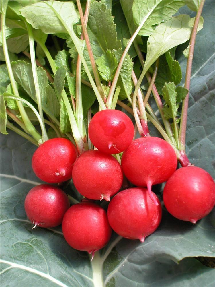 痛风必吃糖醋樱桃萝卜