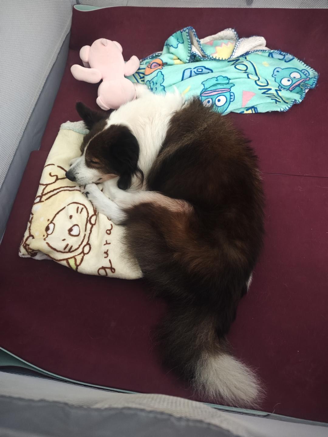 快乐的面包宝贝