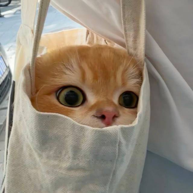 毛毛豆子