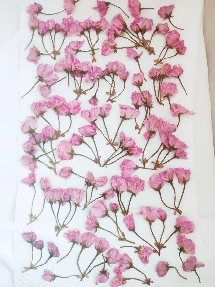 盐渍樱花