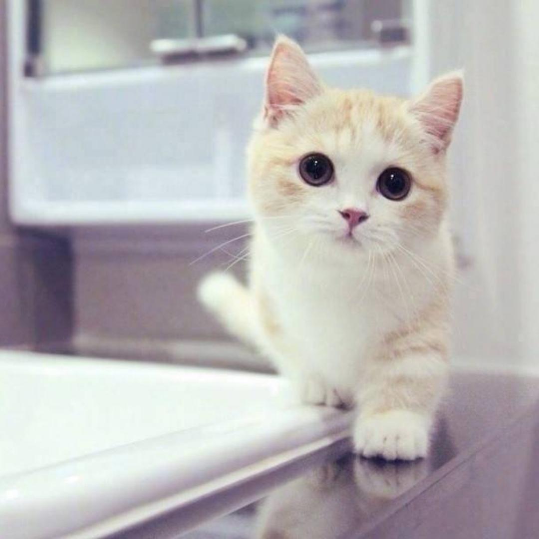 被放出来的猫