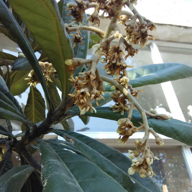 那些花，草，树