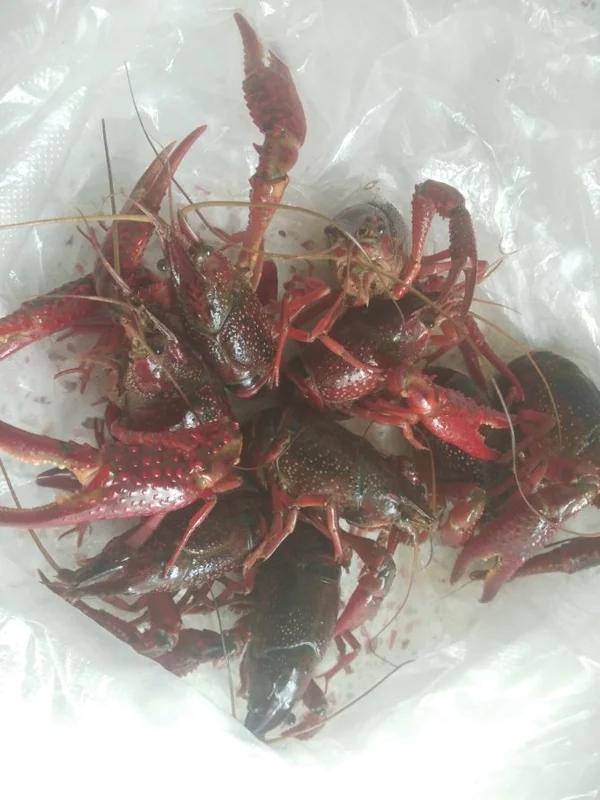 麻辣小龙虾
