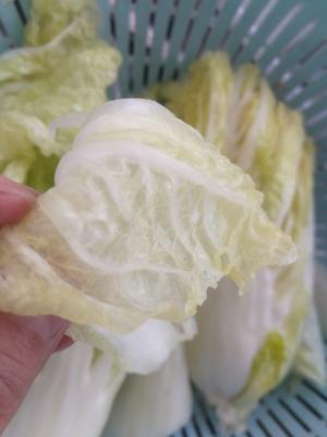 韩式辣白菜，葱泡菜的做法 步骤2